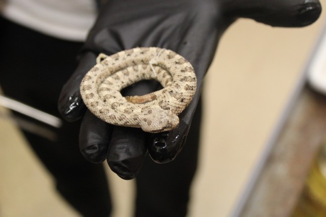 Preserved juvenile sidewinder coiled in Herpetology Sr. collections manager's gloved hand